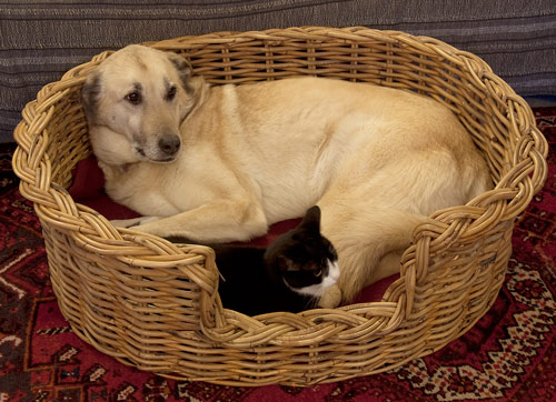 Dog Moses basket