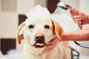  dog grooming