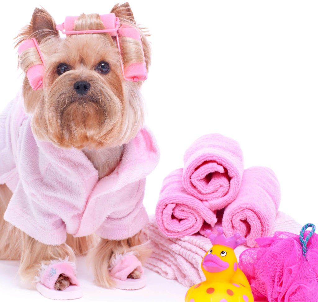 Mobile dog grooming services