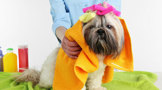 Dog Grooming