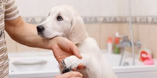 Dog grooming