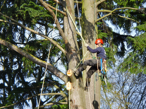 Tree Service