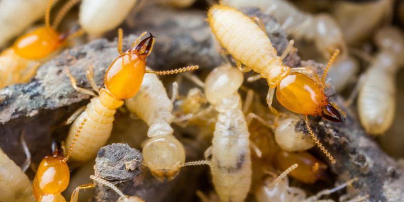 Termite Control