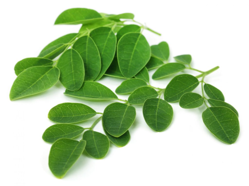 moringa-tree