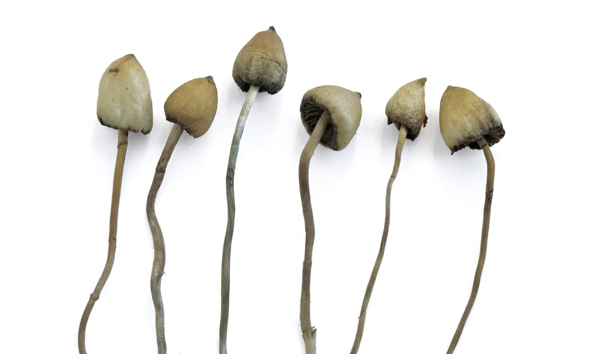Magic Mushrooms