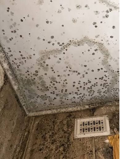 Mould Removal